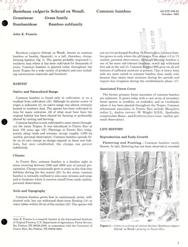 Cover for Bambusa vulgaris schrad ex wendl