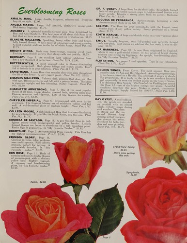 Cover for Golden wings, everblooming shrub-like hybrid tea rose