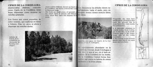 Cover for Arboles nativos de Chile