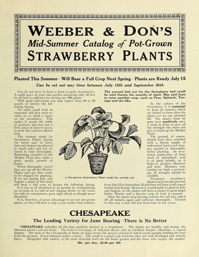 Cover for Weeber & Don's mid-summer catalog of pot-grown strawberry plants