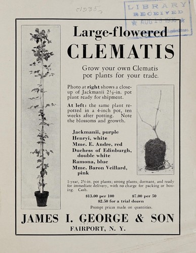 Cover for Large-flowered clematis