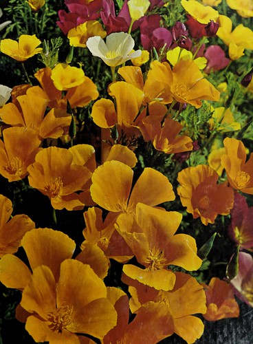 Cover for Annuals