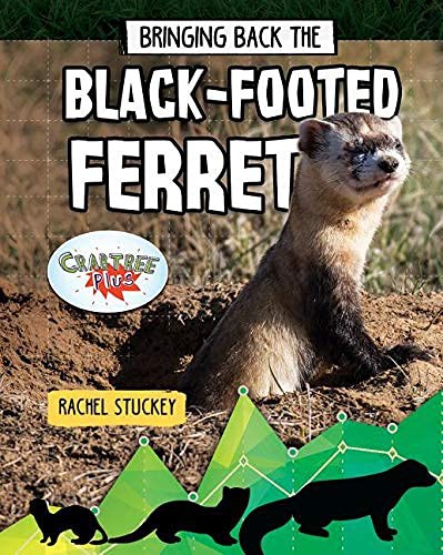 Cover for Bringing Back the Black-Footed Ferret