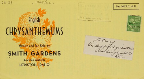 Cover for English chrysanthemums