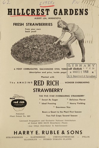 Cover for The Amazing red rich wonder everbearing strawberry