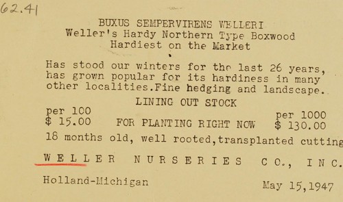 Cover for Buxus sempervirens welleri