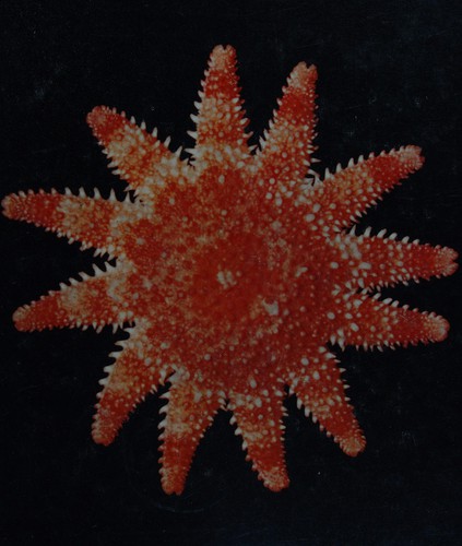 Cover for The science of zoology