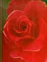 Cover for Roses