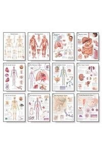 Cover for The Body Systems Chart Set