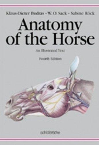 Cover for Anatomy of the Horse