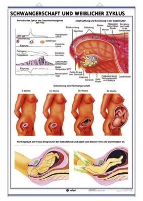 Cover for Weibliche und Mnliche Geschlechtsorgane / Schwangerschaft und Weiblicher Zyklus