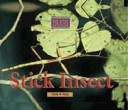 Cover for Bugs - Stick Insect (Bugs)