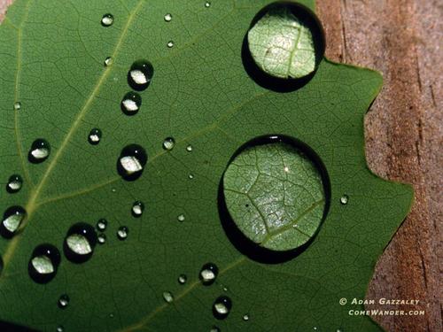 Cover for Principles of angiosperm taxonomy