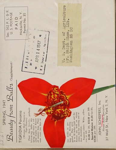 Cover for Beauty from bulbs (supplement)