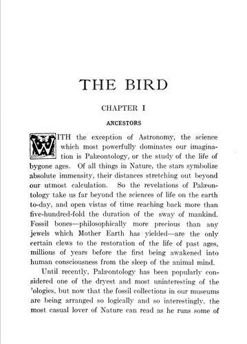Cover for The bird