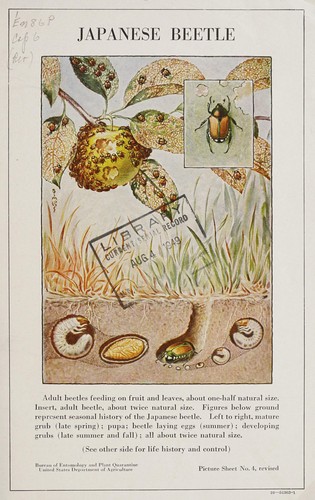 Cover for Japanese beetle [life history and control]