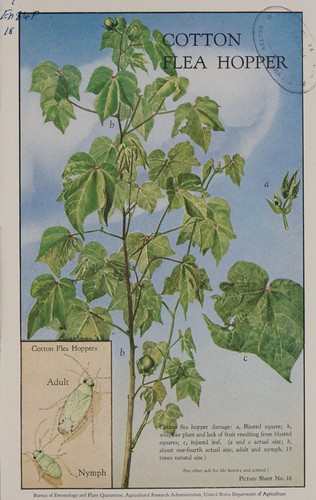 Cover for Cotton flea hopper [life history and injury and control]