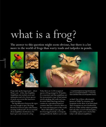 Cover for Frog