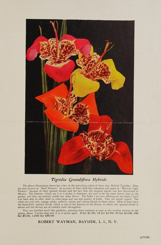 Cover for Tigridia Grandiflora hybrids