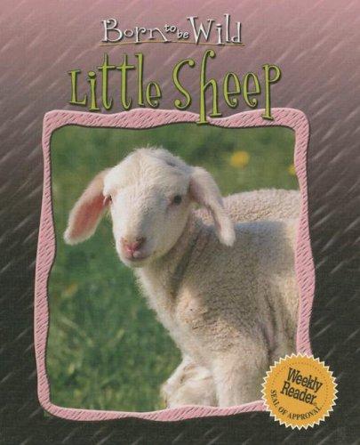 Cover for Little sheep