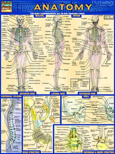 Cover for QuickStudy - Anatomy