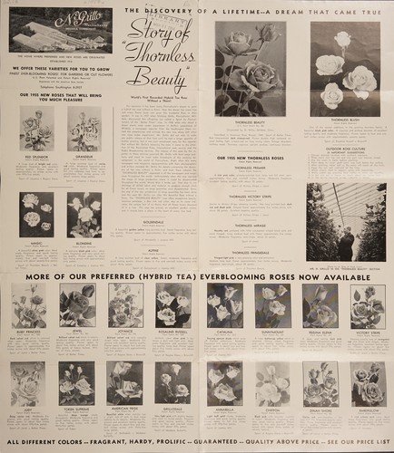 Cover for Story of "thornless beauty"