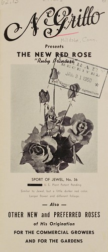 Cover for The new red rose, "ruby princess"