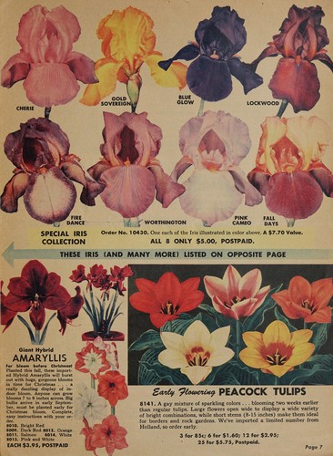 Cover for Imported tulips and other spring flowering bulbs