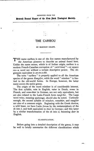 Cover for The caribou