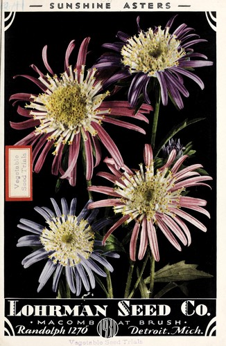 Cover for Lohrman Seed Co. Macomb at brush, 1931