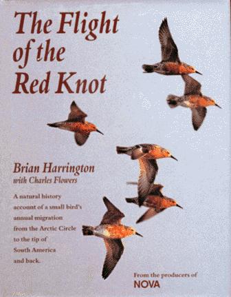 Cover for The flight of the red knot