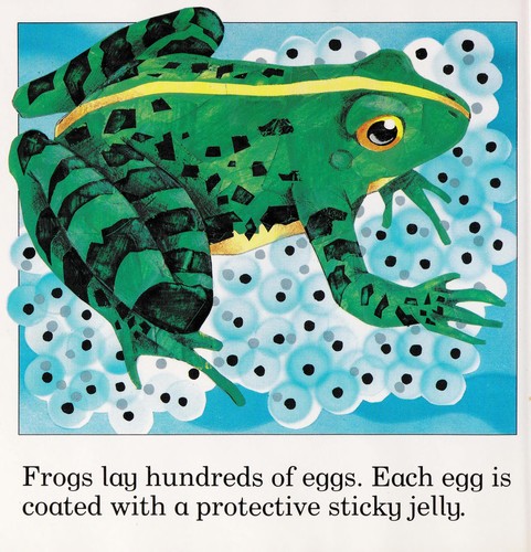 Cover for Frog