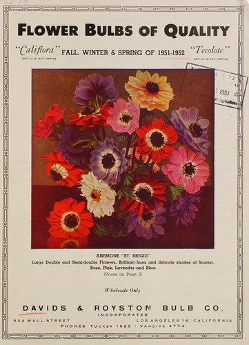 Cover for Flower bulbs of quality, "Califlora", "Tecolote"