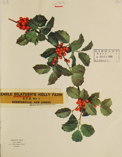 Cover for Interesting facts about American hollies