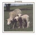 Cover for Sheep