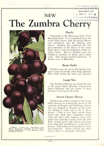 Cover for The Zumbra cherry [catalog]