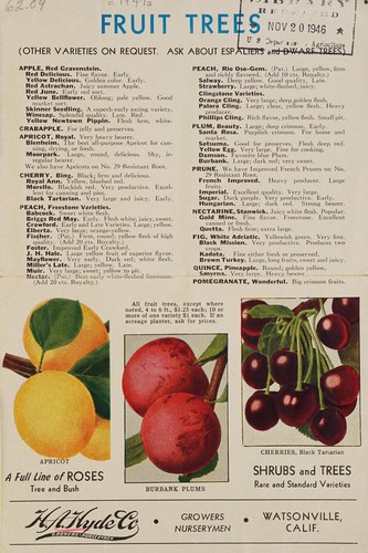 Cover for Fruit trees, a full line of roses, shrubs and trees (rare and standard varieties)