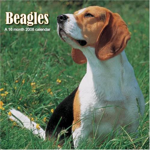 Cover for Beagles 2008 Wall Calendar