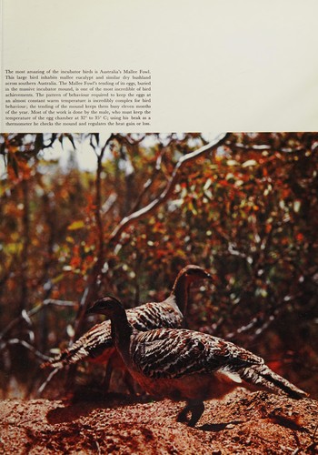 Cover for Unique animals and birds of Australia