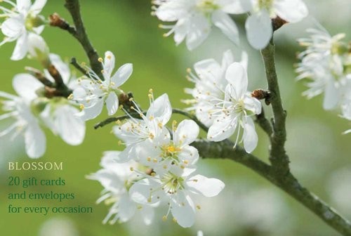 Cover for Card Box of 20 Notecards and Envelopes : Blossom