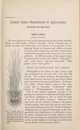 Cover for Wild garlic (Allium vineale L.)