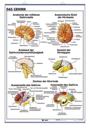 Cover for Das Nervensystem / Das Gehirn
