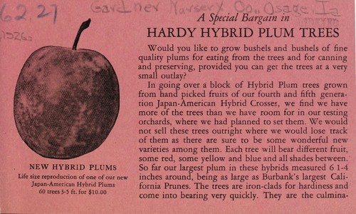 Cover for A special bargain in hardy hybrid plum trees
