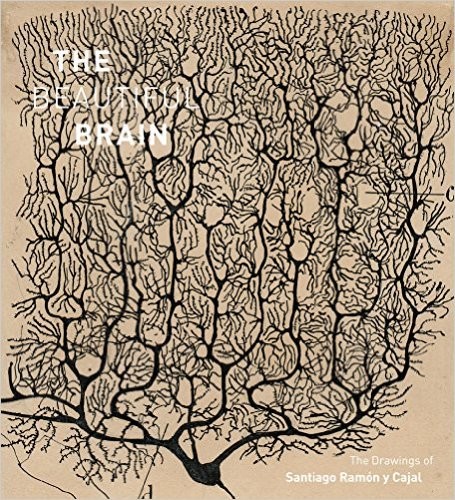 Cover for The Beautiful Brain
