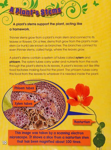 Cover for What do roots, stems, leaves, and flowers do?