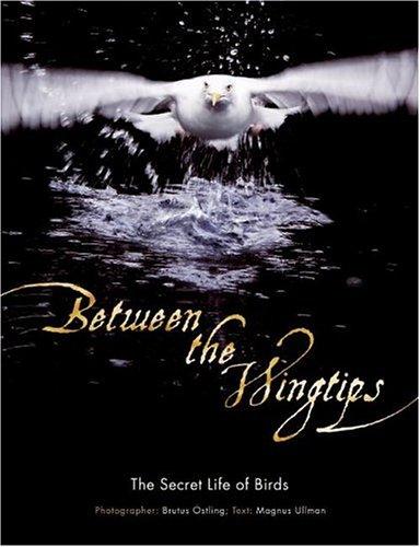 Cover for Between the Wingtips