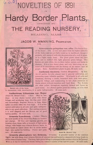 Cover for Novelties of 1891 in hardy border plants