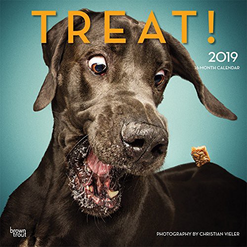Cover for Treat 2019 12 x 12 Inch Monthly Square Wall Calendar by Hachette, Humor Art Photographer Treat Time Animals