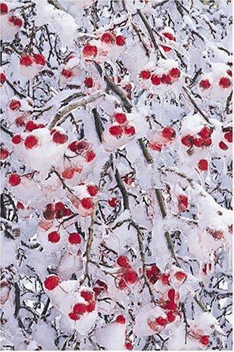 Cover for Ice-covered Rose Hips, Sierra Club Boxed Holiday Cards