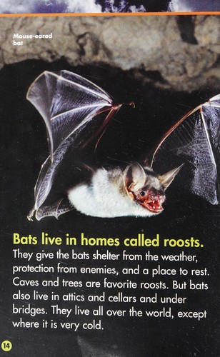 Cover for Bats!